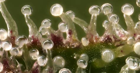 Trichomes: A Comprehensive Guide - SESSION MODE