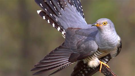 Common Cuckoo / Кукушка | Birds pictures, Cuckoo bird, Birds