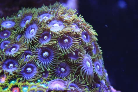 Interesting Article About Palytoxin in Discover Magazine | AquaNerd