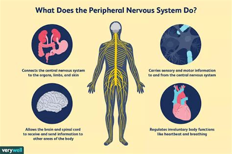 How the Peripheral Nervous System Works : By Kendra Cherry