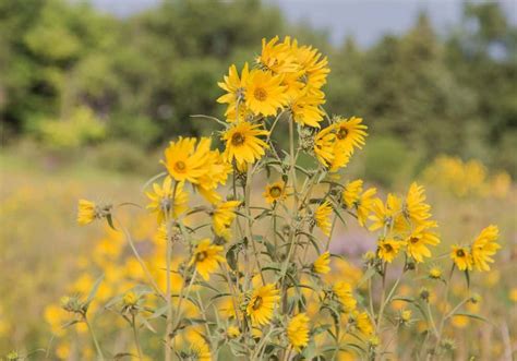 Yellow Perennial Flowers