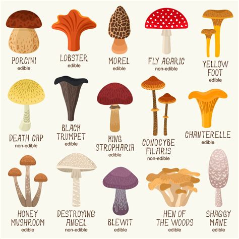 Mushrooms In Garden Edible at Sarah Bemis blog