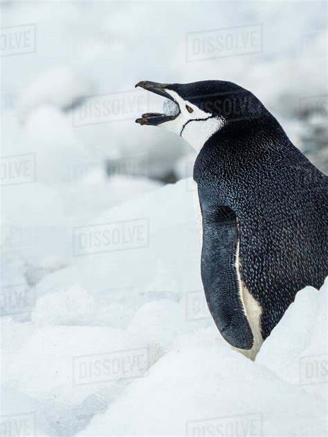 Chinstrap Penguins (Pygoscelis antarcticus) eating ice on Coronation Island, South Orkney ...