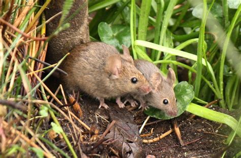 Natural Mouse Repellents: Simple And Effective