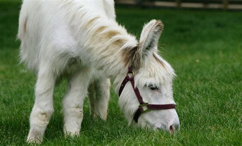 Miniature donkey | Smithsonian's National Zoo and Conservation Biology ...