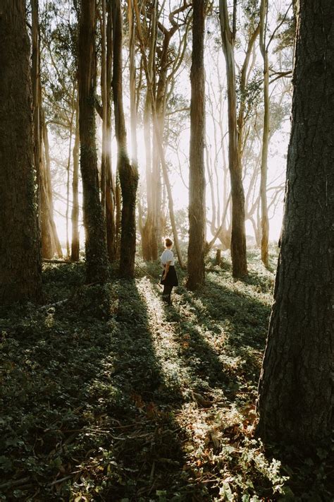 Light through the trees. | Photo, Photography, Nature photography