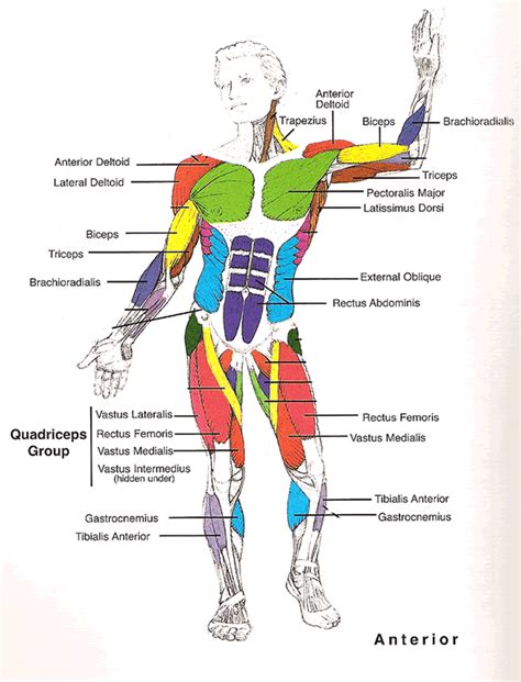 Muscles Diagrams: Diagram of muscles and anatomy charts | Anatomy, Muscles and Muscular system