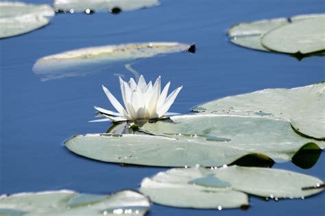 SKADAR LAKE: A BOAT CRUISE TO KOSMAČ MONASTERY - Living in Montenegro :)