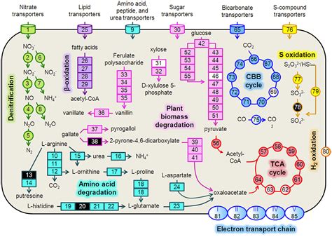 Diverse Microbial Metabolism in Aquifer BGC Hot Spot