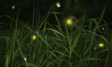 Pin by Noreen Hicks on Just things I like | Firefly, Beautiful bugs, Firefly lights