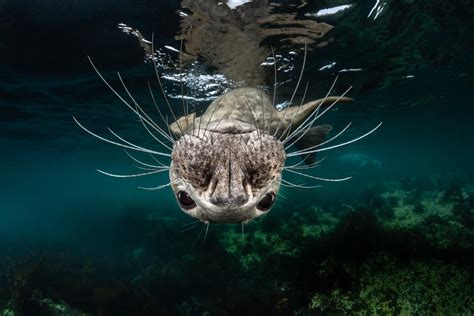 Sea life photography: Best underwater pictures from Ocean Art 2018 competition showcase the ...