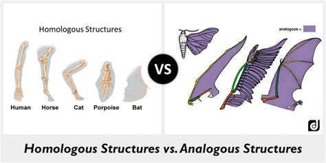Homologous, Analogous + Vestigial structures | 84 plays | Quizizz