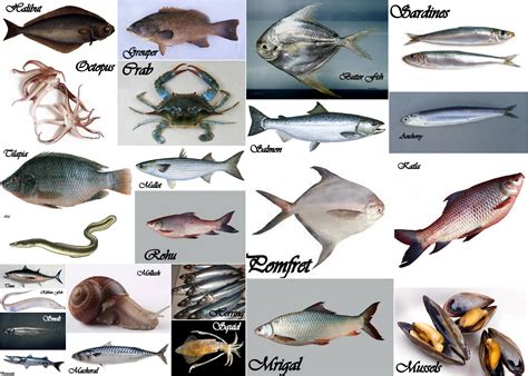 fish names