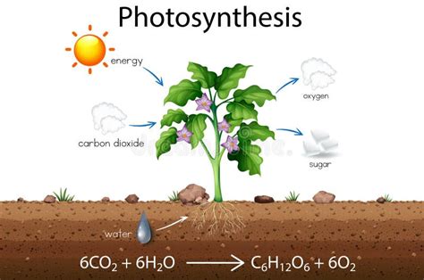 Photosynthesis Stock Illustrations – 3,683 Photosynthesis Stock ...