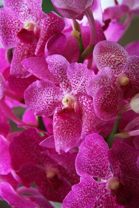 pink flowers with white spots on them