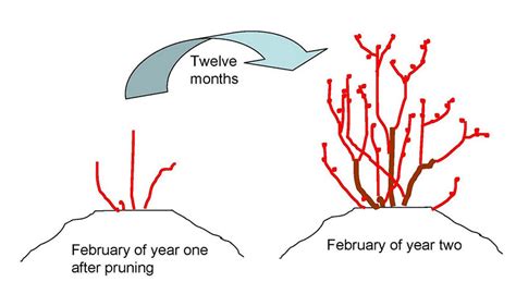 Pruning Blueberries | What’s the Dirt