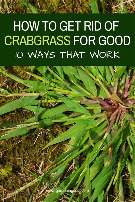 How To Get Rid Of Crabgrass For Good – 10 Ways That Work | Crab grass, Weeds in lawn, Lawn care tips