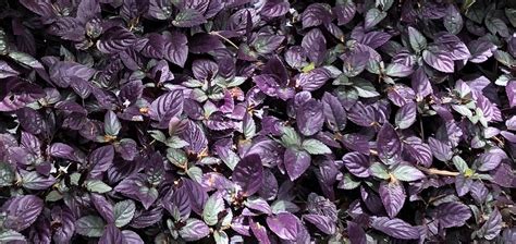 This purple leafy groundcover in Kauai zone 11a : whatsthisplant