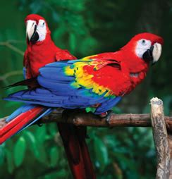 Scarlet Macaw Facts – Scarlet Macaw Diet & Behavior