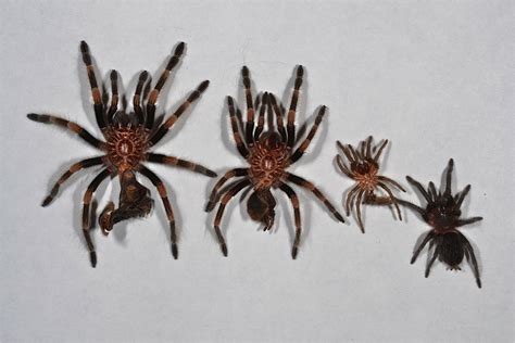 Why Do Spiders Molt? Unveiling the Mysterious World of Spider Molting!