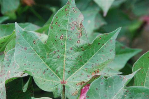 Field Identification of Foliar Cotton Diseases Can Oftentimes be Based on Canopy Location ...