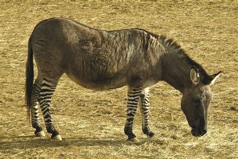 Zonkey Animal Facts | Zebroid | Zedonk | Equus zebra x Equus asinus