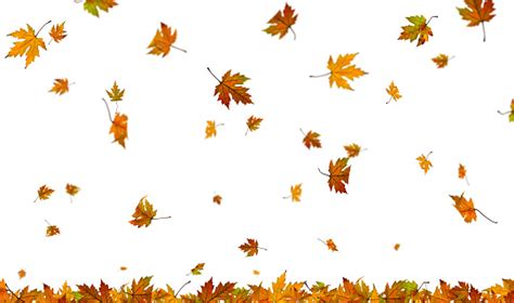 Falling Autumn Leaves On Plain White Background Stock Photo - Download Image Now - iStock