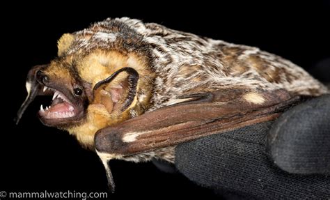 12 Types of Bats in Florida (With Pictures) - Animal Hype