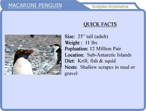 Macaroni penguin quick facts | Macaroni penguin, Penguins, Penguins project