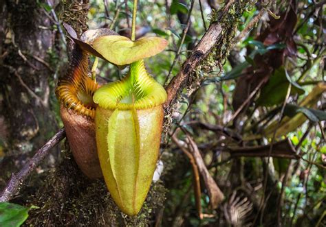 The Tropical Rainforests of Borneo ~ INDONEO Tours in Indonesia