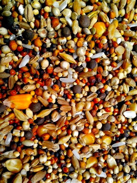 Free picture: seeds, various, grains