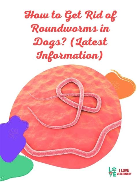 How to Get Rid of Roundworms in Dogs? (Latest Information) - I Love Veterinary - Blog for ...