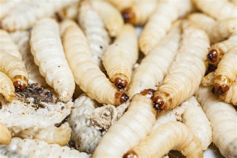 How to Control Root Maggots | eHow