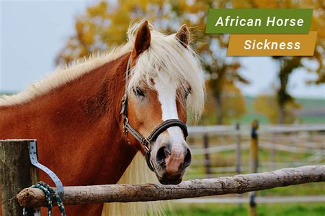 What is African Horse Sickness