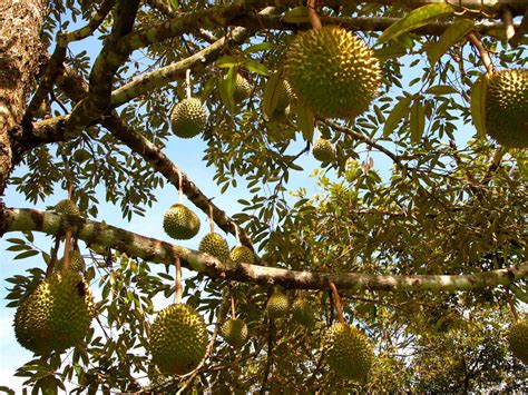 On The Trail Of Durian, Southeast Asia's 'Crème Brûlée On A Tree' : The ...