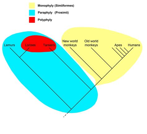 Cladogram of the primates, showing a monophyly (the simians, in yellow), a paraphyly (the ...