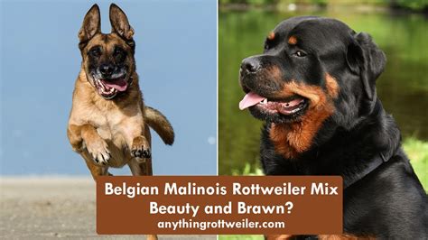 Belgian Malinois Rottweiler Mix: Beauty and Brawn? - YouTube