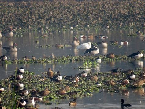 Surajpur Bird Sanctuary (Greater Noida) - 2019 All You Need to Know ...