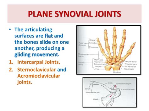 Plane Synovial Joint