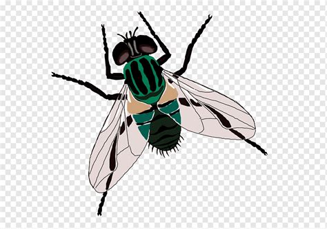 Fly Sticker Toilet, Green flies, animals, bathroom, green Apple png ...