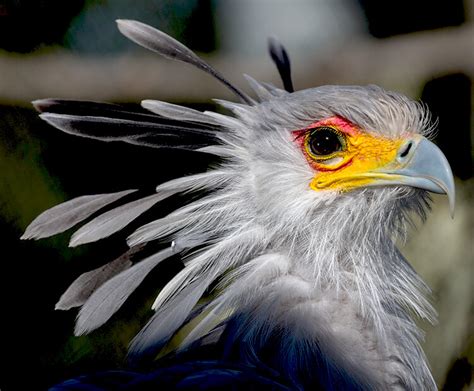 Secretary bird | San Diego Zoo Kids