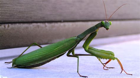 [:it]Mantis religiosa: Sistematica, Habitat, Ciclo biologico, Ecologia