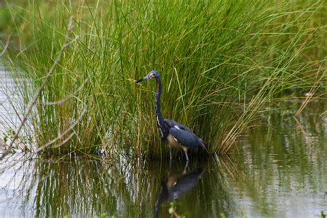 Bayou Sauvage National Wildlife Refuge | New Orleans | Attraction