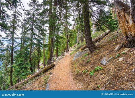 Hiking Trail through the Forests of Yosemite National Park, Sierra ...