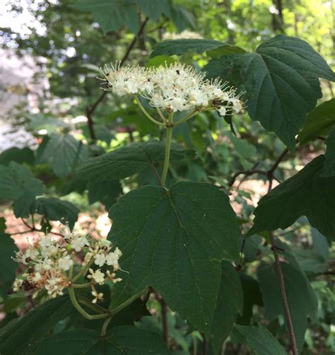 Viburnum acerifolium, Maple Leaf Viburnum – Sandy's Plants, Disease and ...