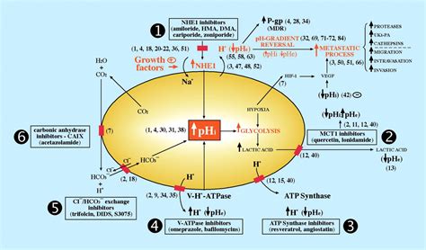 Proton Transport Inhibitors as Potentially Selective Anticancer Drugs