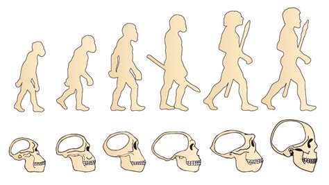 Our Evolving Brains