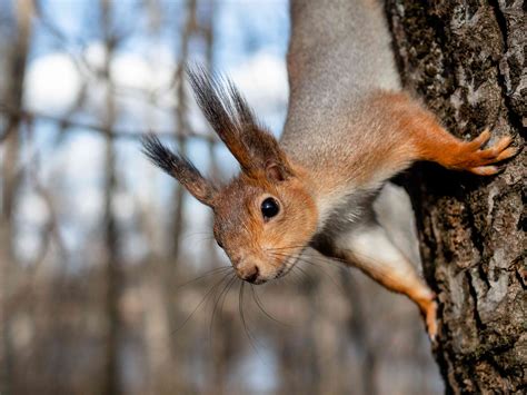 Why Do Squirrels Spend Their Time in Trees and Chipmunks Prefer the Ground?