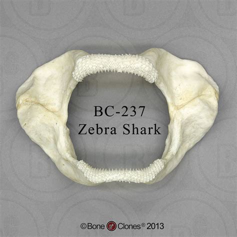 Zebra Shark Jaw - Bone Clones, Inc. - Osteological Reproductions