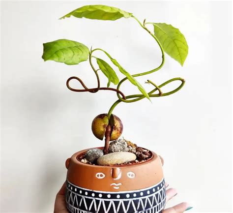 🌿Avocado zum Bonsai - In 5 Schritten🌿